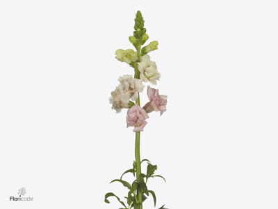 Antirrhinum majus 'Snapstar Pink'