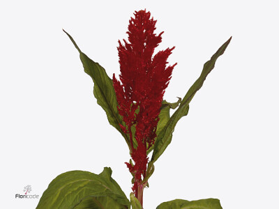 Celosia argentea (Plumosa Grp) 'Century Rood'
