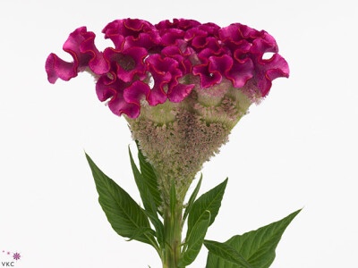 Celosia argentea (Cristata Grp) 'Turbo Lilac-Rose'