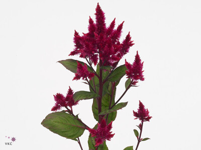 Celosia argentea Celway Red