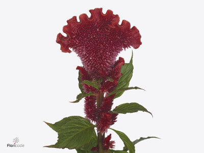 Celosia argentea (Cristata Grp) Scarlet Jack
