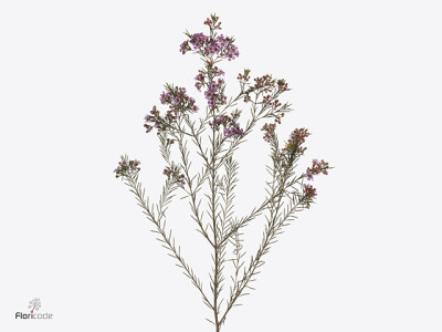 Chamelaucium uncinatum 'Emma'