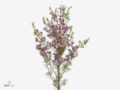 Chamelaucium uncinatum 'Kerryn'