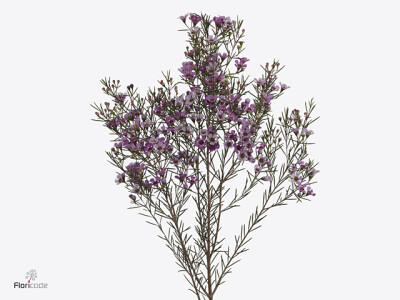 Chamelaucium uncinatum Sexy Mysterious
