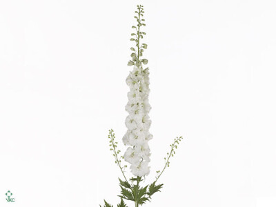 Delphinium dubbelbloemig (Elatum Grp) 'Aurora White'