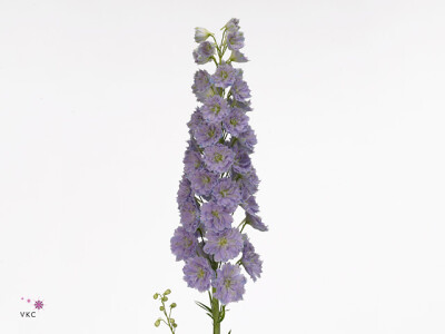 Delphinium (Elatum Grp) 'Kissi Blush Milka'