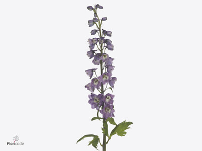 Delphinium dubbelbloemig (Elatum Grp) 'Magic Fountains LilacpinkWhitebee'