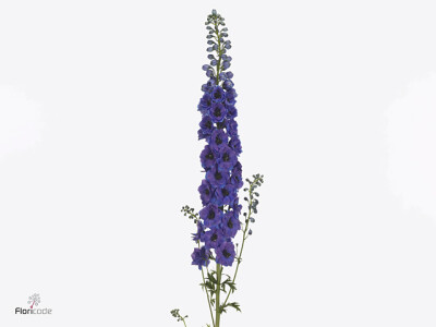 Delphinium dubbelbloemig (Elatum Grp) Dewi Purple Smile
