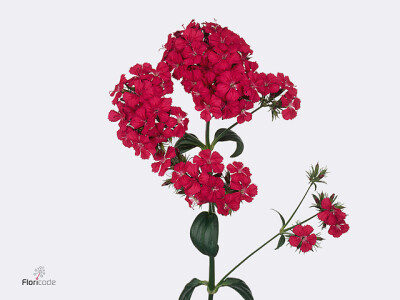 Dianthus barbatus Amazon Neon Cherry