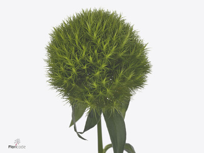 Dianthus barbatus Green Queen