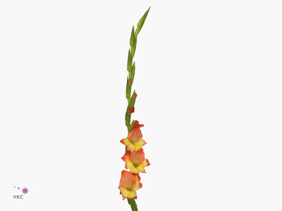 Gladiolus (Small-flowered Grp) 'Prinses Margaret Rose'