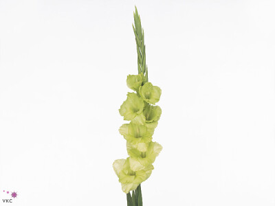 Gladiolus (Large-flowered Grp) 'Green Star'