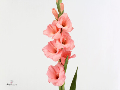 Gladiolus (Large-flowered Grp) 'Fortarosa'