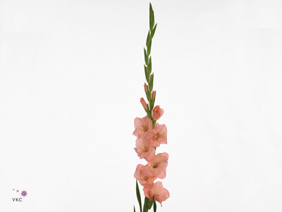 Gladiolus (Large-flowered Grp) 'Sugar Babe'