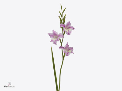 Gladiolus tubergenii 'Charming Henry'