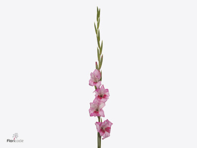 Gladiolus tubergenii 'Bibi'