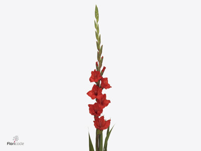 Gladiolus (Large-flowered Grp) 'Demarrage'