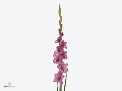 Gladiolus (Large-flowered Grp)Flamencos Kingston Ruffle