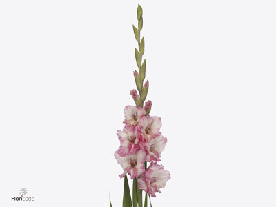 Gladiolus (Large-flowered Grp) Flamencos Cherry Candy