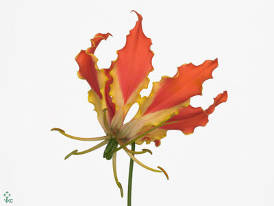 Gloriosa 'Exotic Orange'