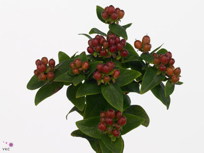 Hypericum x inodorum Magical Indian Fall