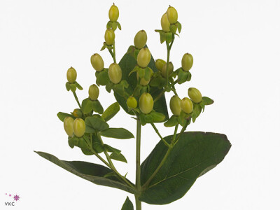 Hypericum x inodorum Yellow Canary