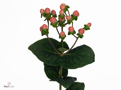 Hypericum Coco Casino
