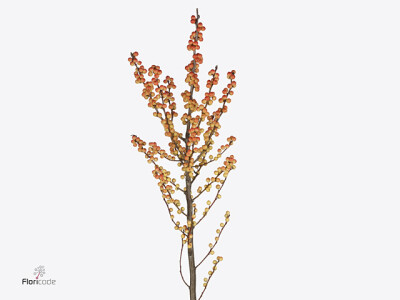 Ilex verticillata Ilexia Victoria