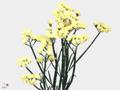 Limonium sinuatum Starlight Wings