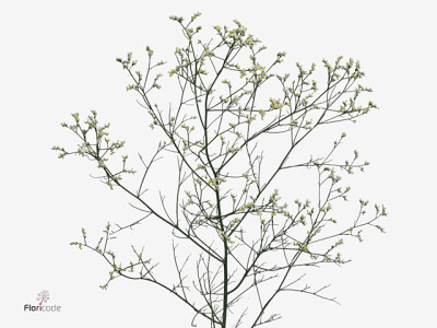 Limonium sinense Mountain Diamond