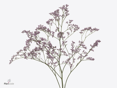 Limonium Safora Oshi Pink