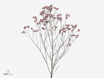 Limonium sinense Blush Diamond