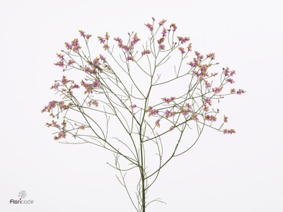Limonium sinense Tiffany Diamond
