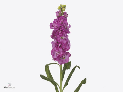 Matthiola incana 'Iron Rose Pink'