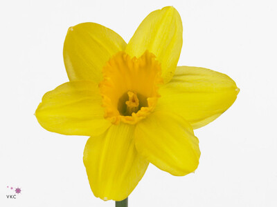 Narcissus (Large-cupped Grp) 'Gigantic Star'