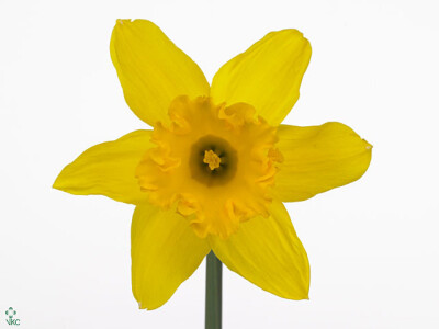 Narcissus (Trumpet Grp) 'Mando'