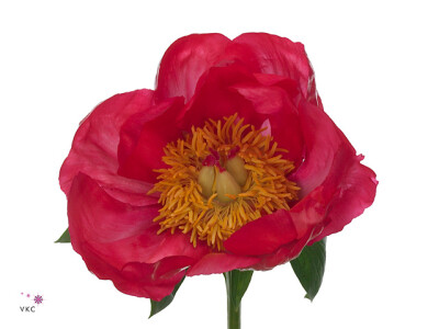 Paeonia (Herb. Hybrid Grp) 'Flame'