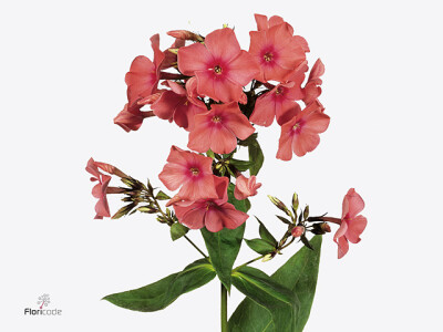 Phlox (Paniculata Grp) 'Windsor'