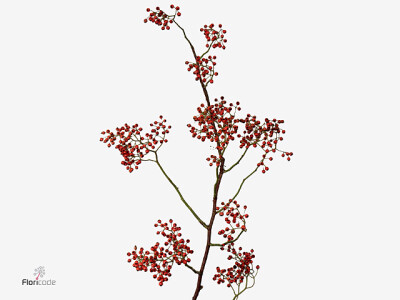 Rosa (Polyantha Grp) 'Corallo'