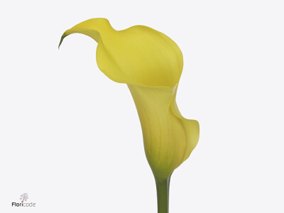 Zantedeschia Alice Springs