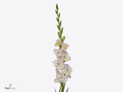 Gladiolus (Large-flowered Grp) Cera Summerjoy