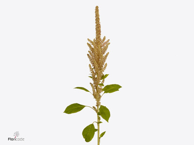 Amaranthus cruentus Dick W Pink Beauty