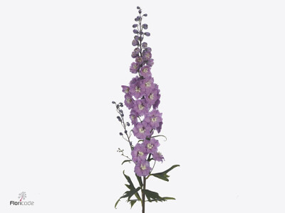 Delphinium (Elatum Grp) Dewi Rita