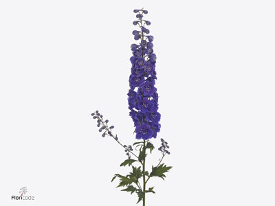 Delphinium (Elatum Grp) Dewi Chrissy
