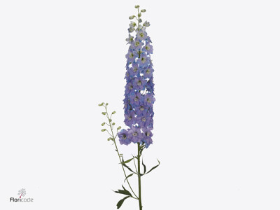 Delphinium dubbelbloemig (Elatum Grp) Dewi Lavendel Smile