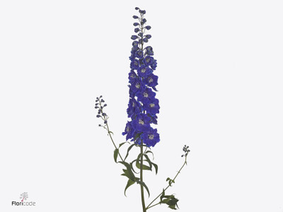 Delphinium (Elatum Grp) Dewi Dark Blue Smile