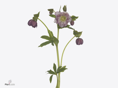 Helleborus orientalis 'Double Ellen Picotee'