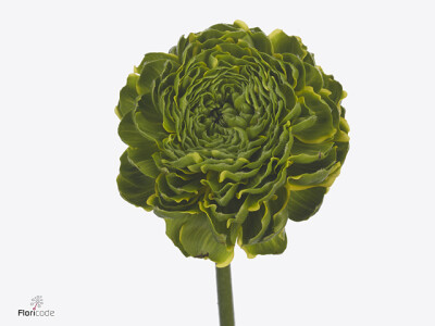 Ranunculus asiaticus Pon Pon Peterpan