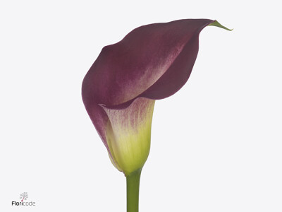 Zantedeschia Rose Art