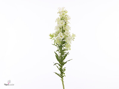 Campanula medium 'Evergreen Pearl'